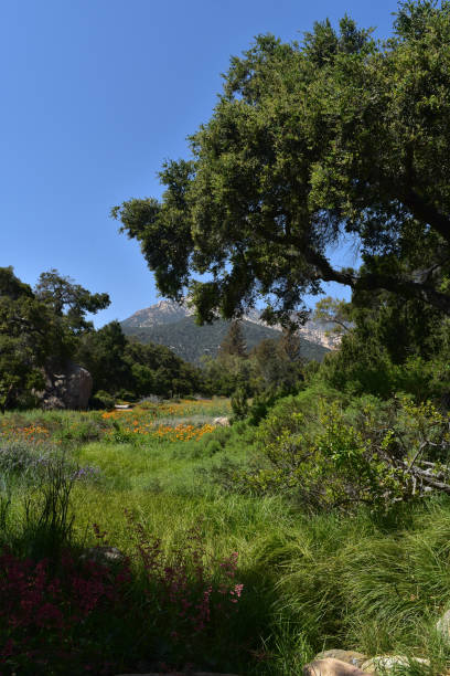 istock Stunning Meadow with Flowers in California 1138195842