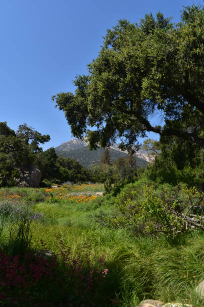 istock Stunning Meadow with Flowers in California 1138195875