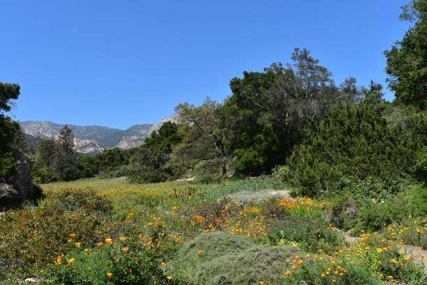 istock Stunning Meadow with Flowers in California 1138196051