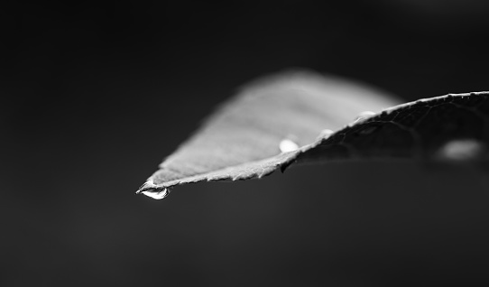 Leaf with rain drop macro photography