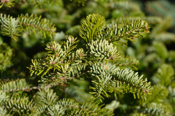 istock Nordmann fir 1138197917