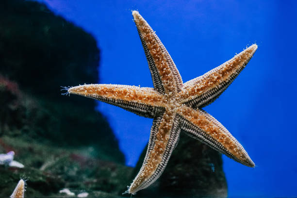 istock Beautiful orange starfish close-up in the aquarium. 1138199437