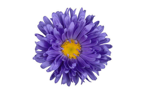 istock Flowered aster in isolation on a white background.Blue flower for designers. 1138200852