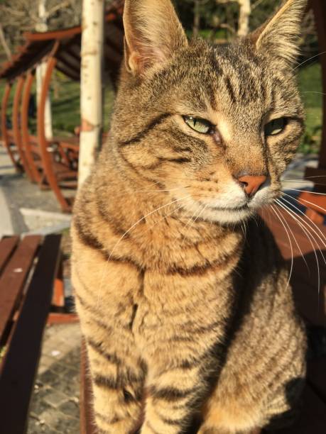 istock Cat with green eyes in nature 1138200975