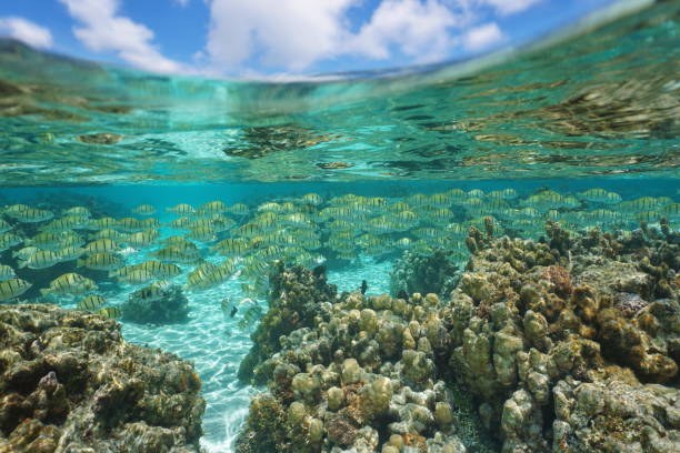istock School of fish with corals and cloudy blue sky 1138201227