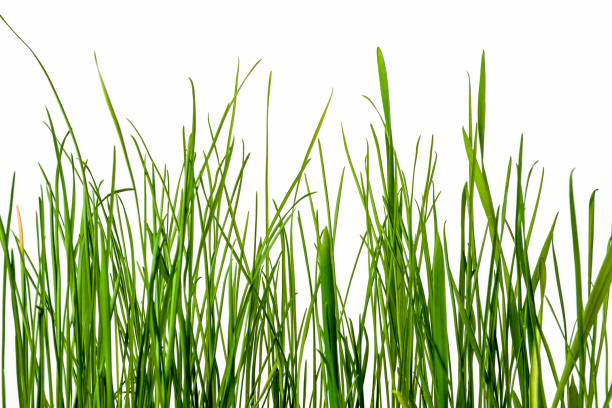 istock Green wheat grass close up on white background 1138201641