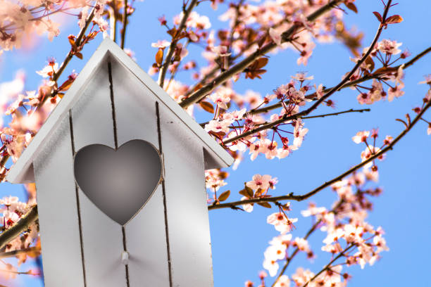 Nice white wooden birdhouse on a blossoming tree in spring. Springtime in Garden. Background with a beautiful blooming tree.