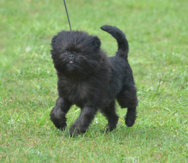 cão preto adorável do affenpinscher - cão miniatura - fotografias e filmes do acervo