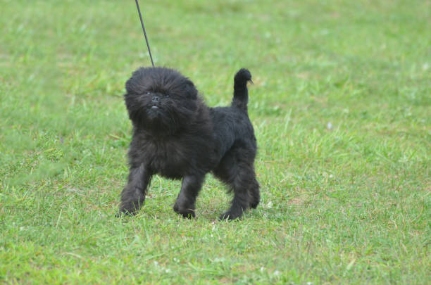 istock Adorable Black Affenpinscher Dog 1138203906