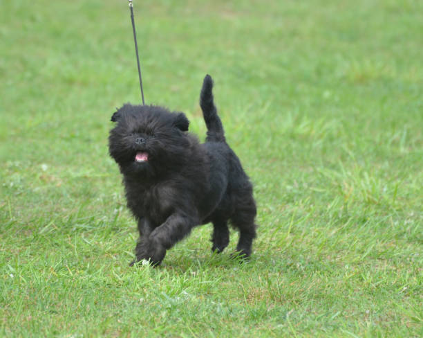 istock Adorable Black Affenpinscher Dog 1138203908