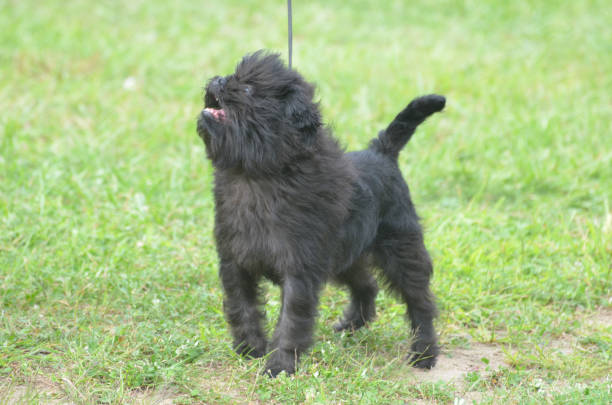 istock Adorable Black Affenpinscher Dog 1138203916