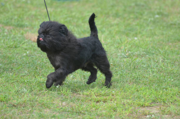 istock Adorable Black Affenpinscher Dog 1138203917