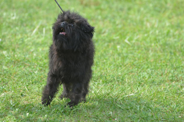 istock Adorable Black Affenpinscher Dog 1138203926