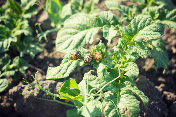 istock Colorado potato beetle is the 1138204054