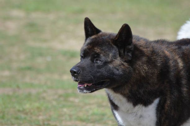 Gorgeous black akita dog in a mowed field.