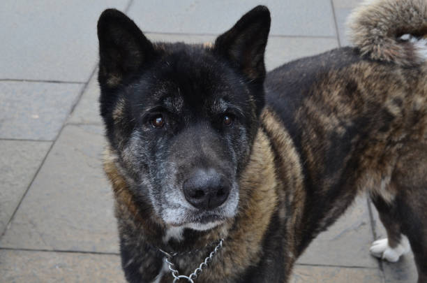 Akita dog with a thick brindle fur coat.