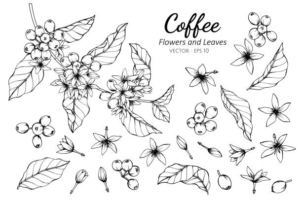 ilustraciones, imágenes clip art, dibujos animados e iconos de stock de conjunto de colección de flor de café y hojas dibujo ilustración. - coffee