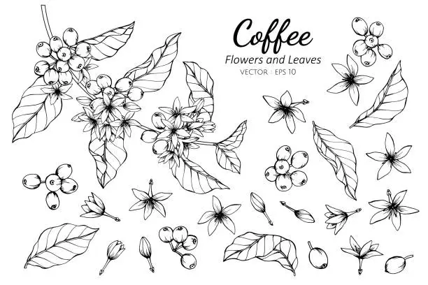 Vector illustration of Collection set of coffee flower and leaves drawing illustration.