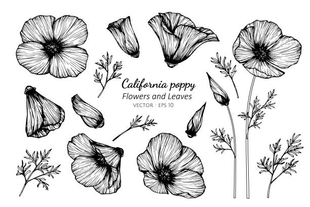 Collection set of california poppy flower and leaves drawing illustration. Collection set of california poppy flower and leaves drawing illustration. for pattern, logo, template, banner, posters, invitation and greeting card design. california golden poppy stock illustrations