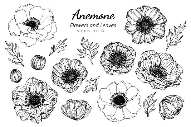 sammlung satz von anemone-blume und blätter zeichnung illustration. - windröschen stock-grafiken, -clipart, -cartoons und -symbole