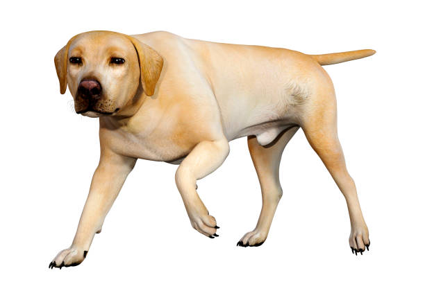 istock 3D illustration labrador dog on white 1138205117