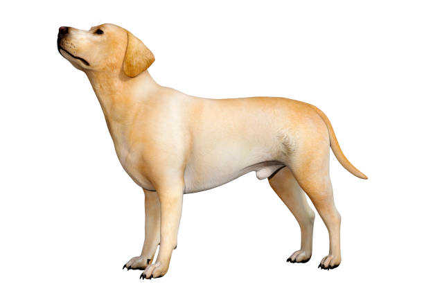 istock 3D illustration labrador dog on white 1138205131