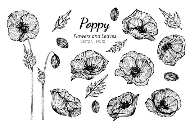 Collection set of poppy flower and leaves drawing illustration. Collection set of poppy flower and leaves drawing illustration. for pattern, logo, template, banner, posters, invitation and greeting card design. oriental poppy stock illustrations