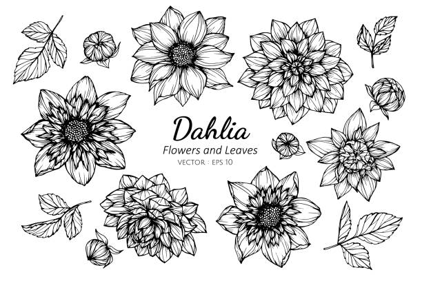 489 Dahlia Flower Tattoo Illustrations & Clip Art - iStock