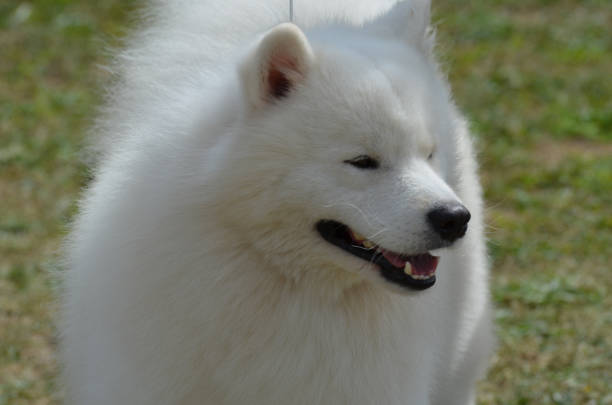 istock Beautiful Fluffy White American Eskimo Dog 1138205341