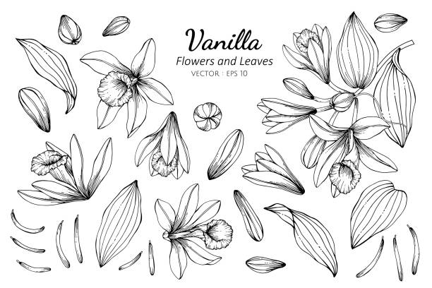 Collection set of vanilla flower and leaves drawing illustration. Collection set of vanilla flower and leaves drawing illustration. for pattern, logo, template, banner, posters, invitation and greeting card design. vajilla stock illustrations