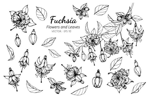 kolekcja zestaw kwiatów fuksji i liści rysunek ilustracji. - fuschia stock illustrations