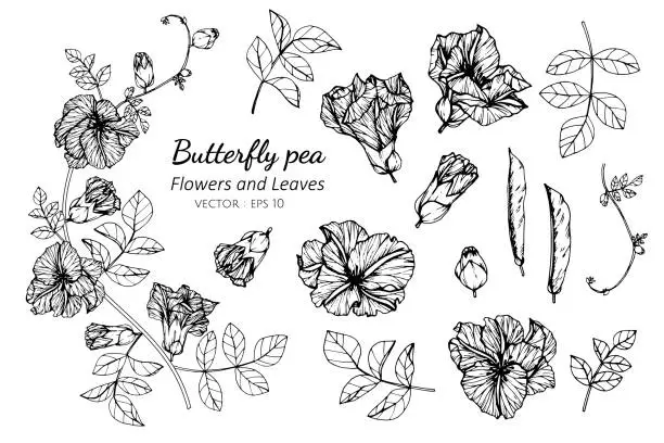 Vector illustration of Collection set of butterfly pea flower and leaves drawing illustration.