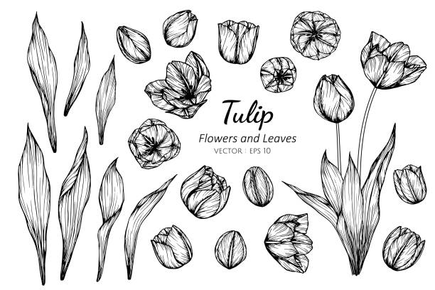 Collection Set Of Tulip Flower And Leaves Drawing Illustration Stock  Illustration - Download Image Now - iStock