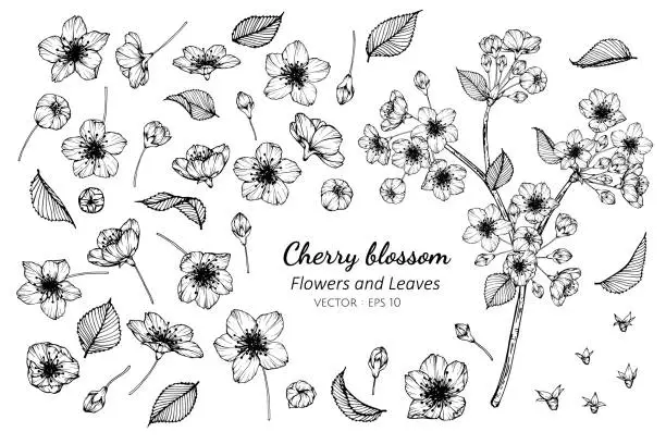 Vector illustration of Collection set of cherry blossom flower and leaves drawing illustration.