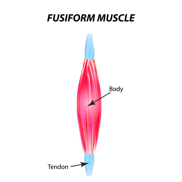 illustrations, cliparts, dessins animés et icônes de la structure du muscle squelettique. muscle fusiforme. tendon. infographie. illustration vectorielle sur le fond isolé. - tendon