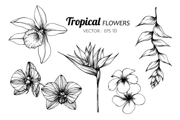 ilustraciones, imágenes clip art, dibujos animados e iconos de stock de colección conjunto de ilustración de dibujo de flores tropicales. - plumeria