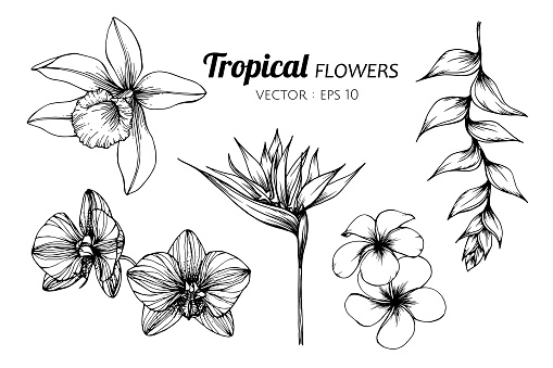 Collection set of Tropical flower drawing illustration. for pattern, logo, template, banner, posters, invitation and greeting card design.