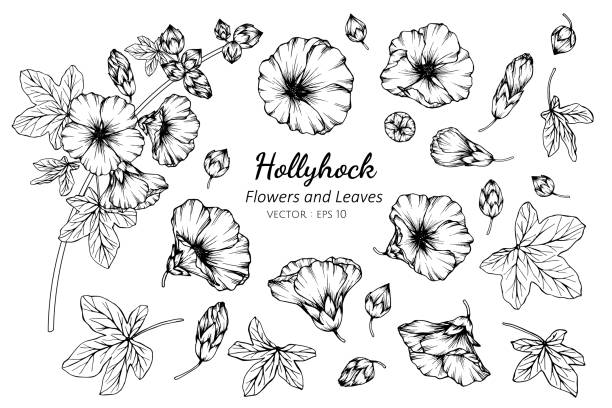 illustrations, cliparts, dessins animés et icônes de ensemble de collection de fleur hollyhock et feuilles dessin illustration. - hollyhock flower