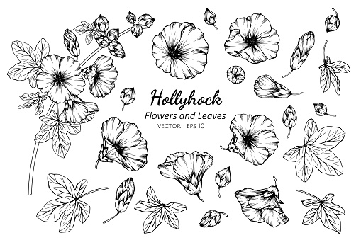 Collection set of hollyhock flower and leaves drawing illustration. for pattern, logo, template, banner, posters, invitation and greeting card design.