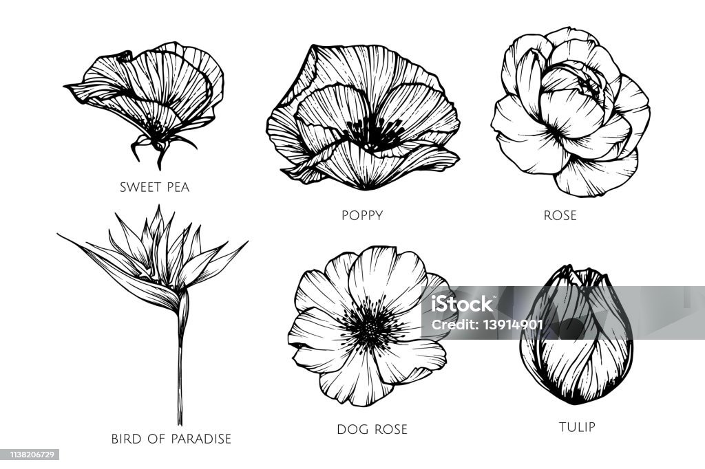 Collection Set Of Flower Drawing Illustration Stock Illustration - Download  Image Now - Sweetpea, Poppy - Plant, Vector - iStock