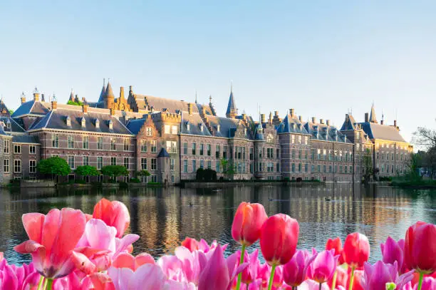 facade of Binnenhof - Dutch Parliament with reflections in pond, The Hague at spring with tulips flowers, Holland