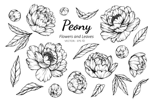 Collection set of peony flower and leaves drawing illustration. Collection set of peony flower and leaves drawing illustration. for pattern, logo, template, banner, posters, invitation and greeting card design. peonies stock illustrations