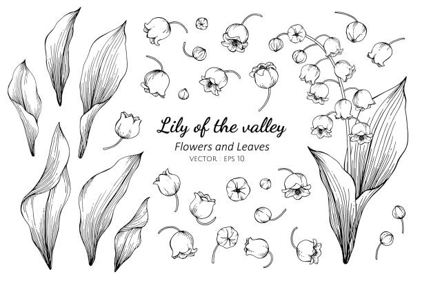 Collection set of lily of the valley flower and leaves drawing illustration. Collection set of lily of the valley flower and leaves drawing illustration. for pattern, logo, template, banner, posters, invitation and greeting card design. lily of the valley stock illustrations