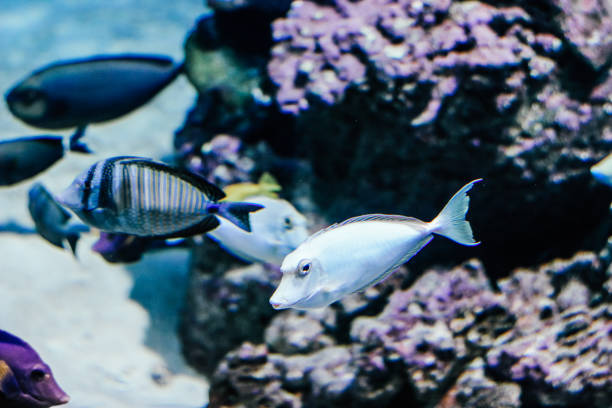 istock Aquarium fish is swimming close-up.Blue Aquarium background. 1138207931