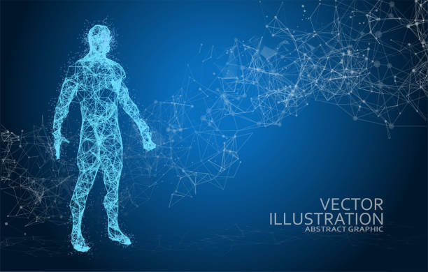3D wire frame human body Polygonal Low Poly Wire frame human full body in virtual reality. Medical blue print scanned 3D model. Polygonal technology design wire frame model illustrations stock illustrations