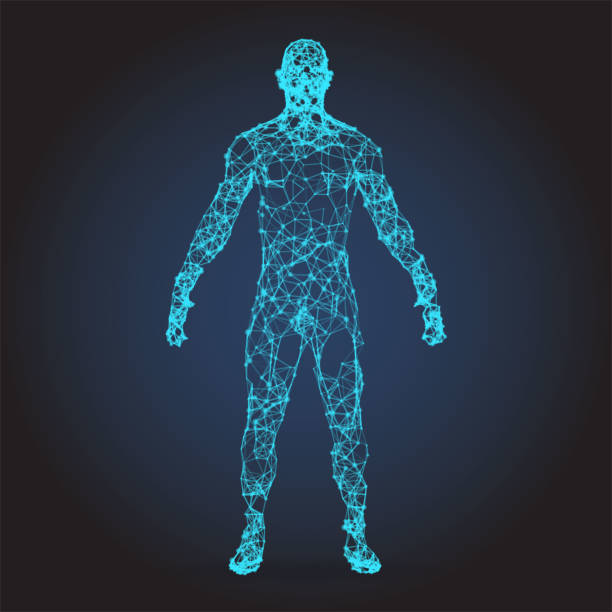 3D wire frame human body Polygonal Low Poly Wire frame human full body in virtual reality. Medical blue print scanned 3D model. Polygonal technology design composition stock illustrations