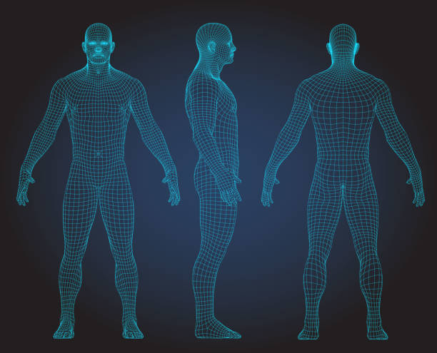 3D wire frame human body Polygonal Low Poly Wire frame human full body in virtual reality. Medical blue print scanned 3D model. Polygonal technology design wireframes stock illustrations