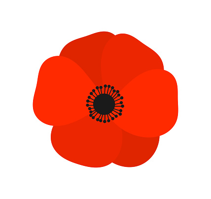 Red poppy  flower. Vector illustration