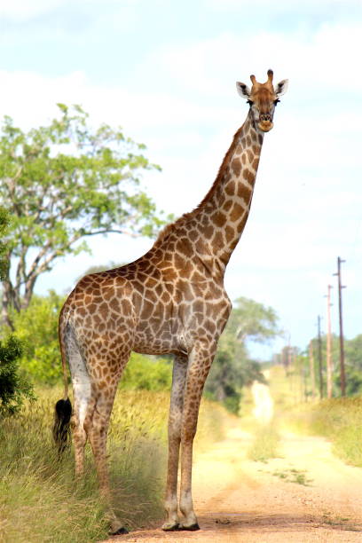 istock Giraffe in South Africa 1138209643
