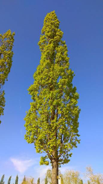 istock Tall narrow, columnar shape poplar on a sunny day in spring in a park. 1138210251